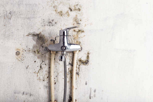 Best Toxic Mold Removal  in Bicknell, IN