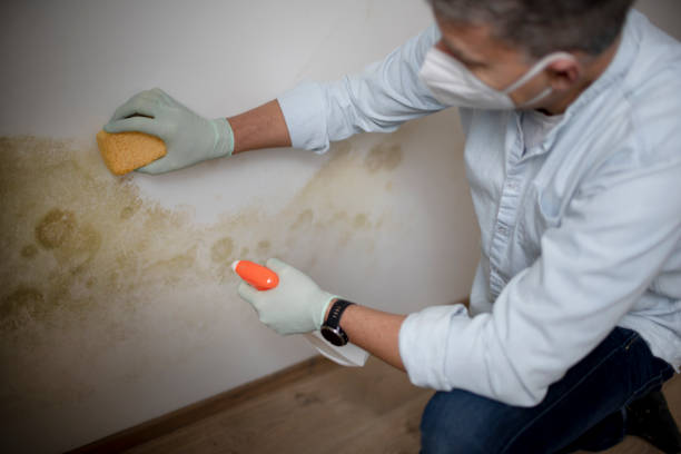 Best Mold Removal and Inspection  in Bicknell, IN
