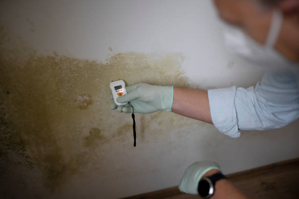 Best Residential Mold Removal  in Bicknell, IN